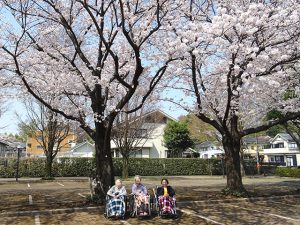 満開の桜の下で